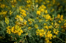 Yellow Flowers, Wild Flowers, Buds
