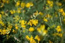 Yellow Flowers, Wild Flowers, Buds