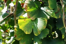 Yellowing Green Ginkgo Biloba Leaf