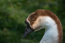 Swan Goose, Bird