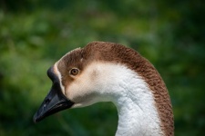 Swan Goose, Bird