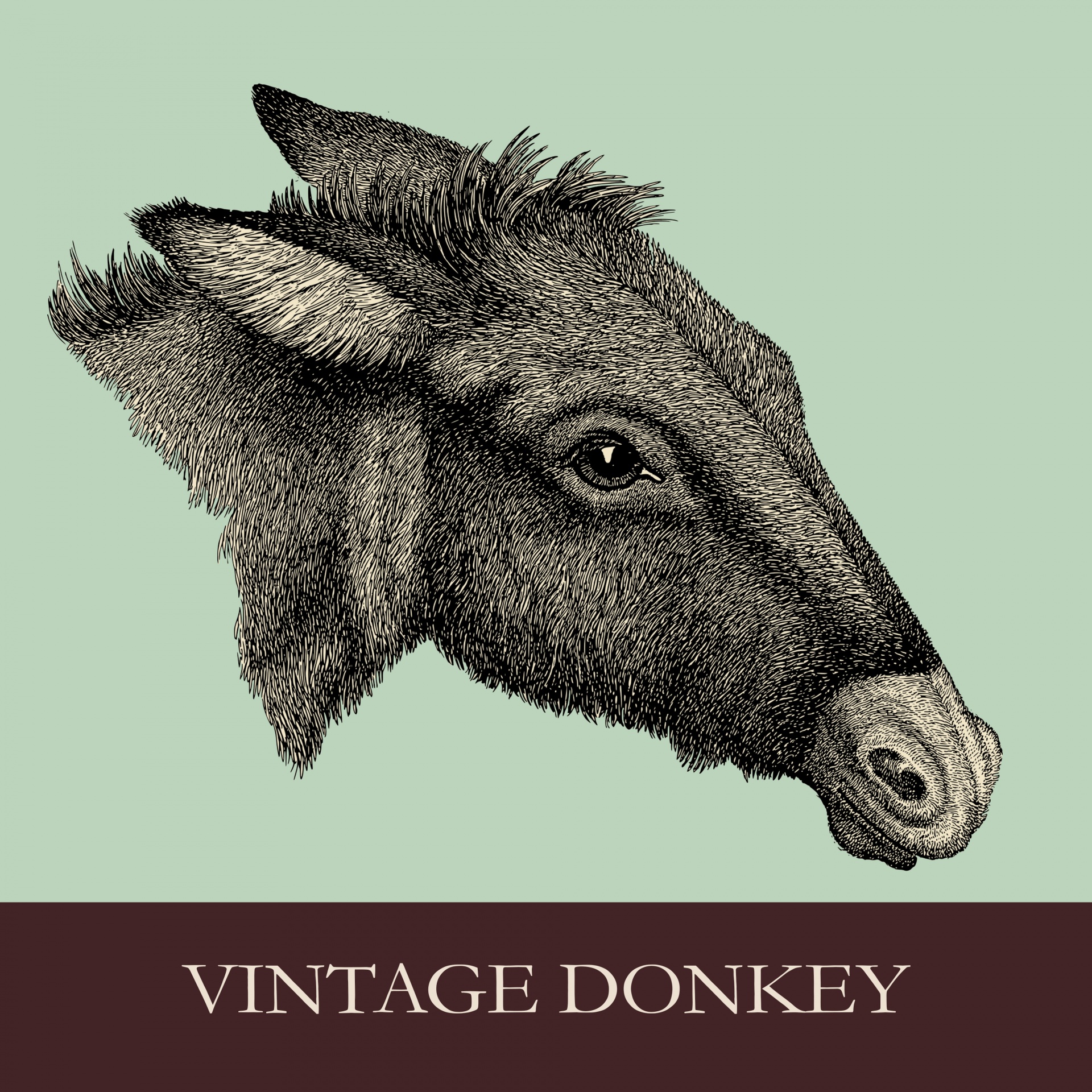 Donkey Head Portrait Illustration