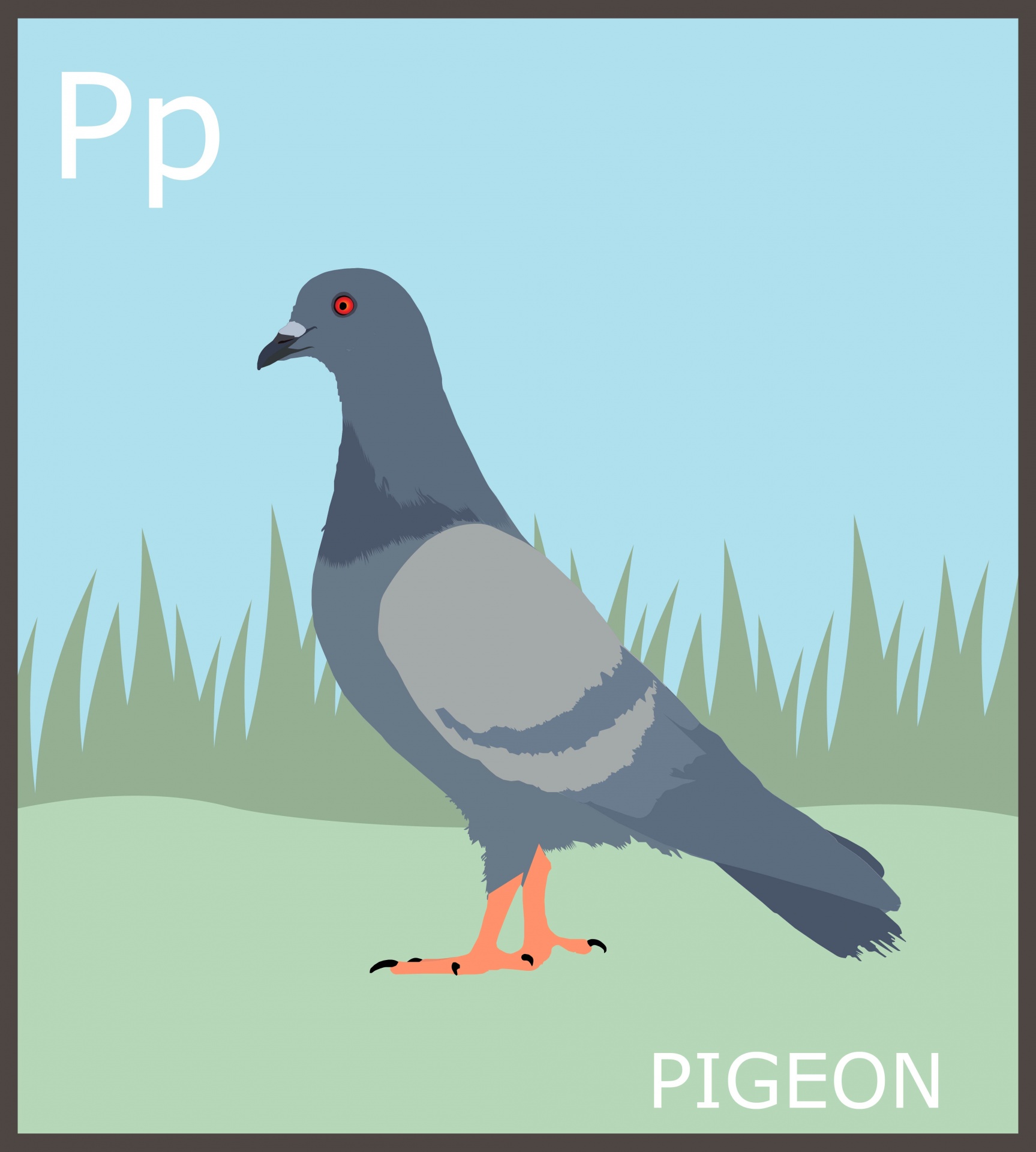 Letter P for pigeon, animal alphabet for kids, flash card, educational, learning, abc, art illustration