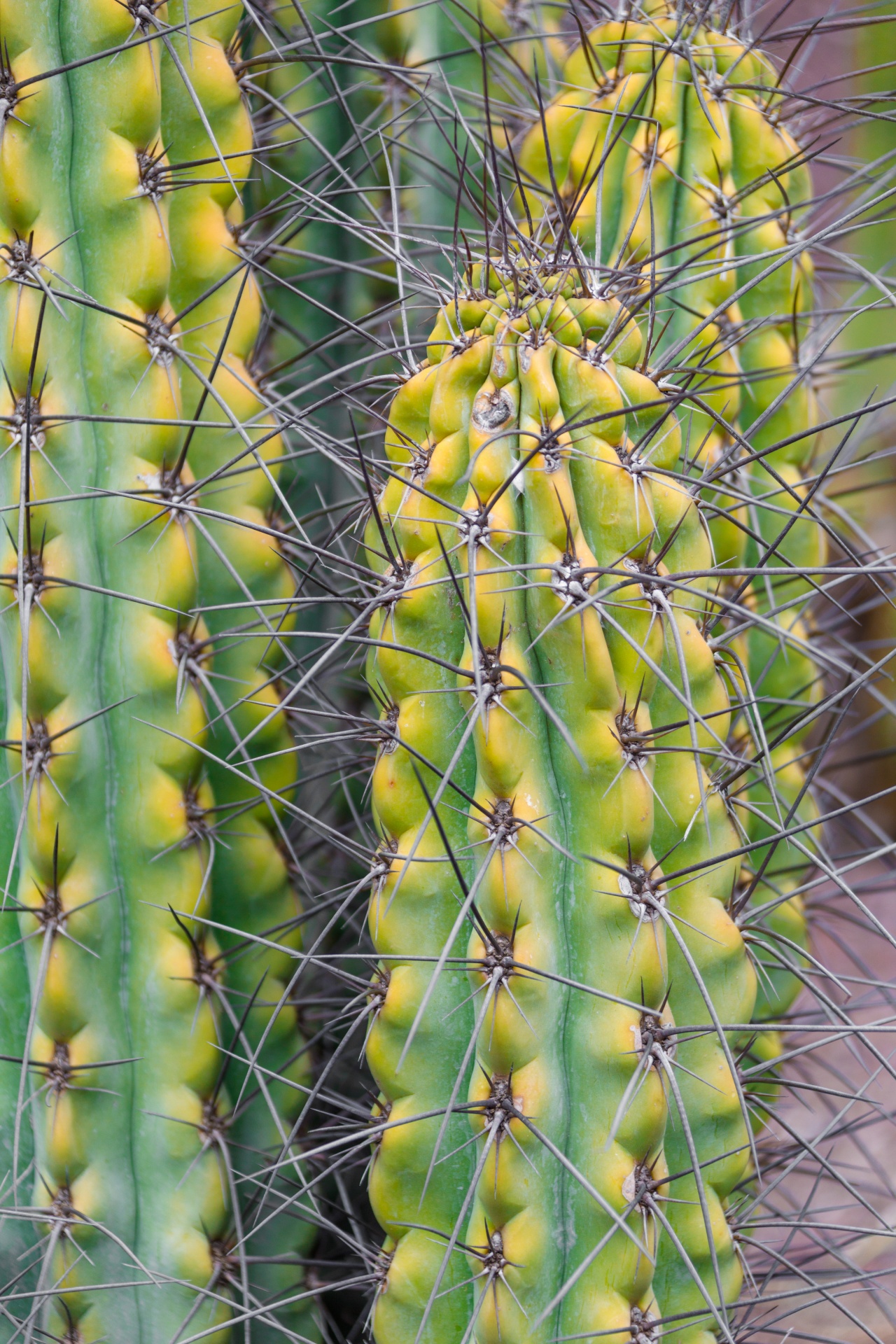 Long Spikes Cactus