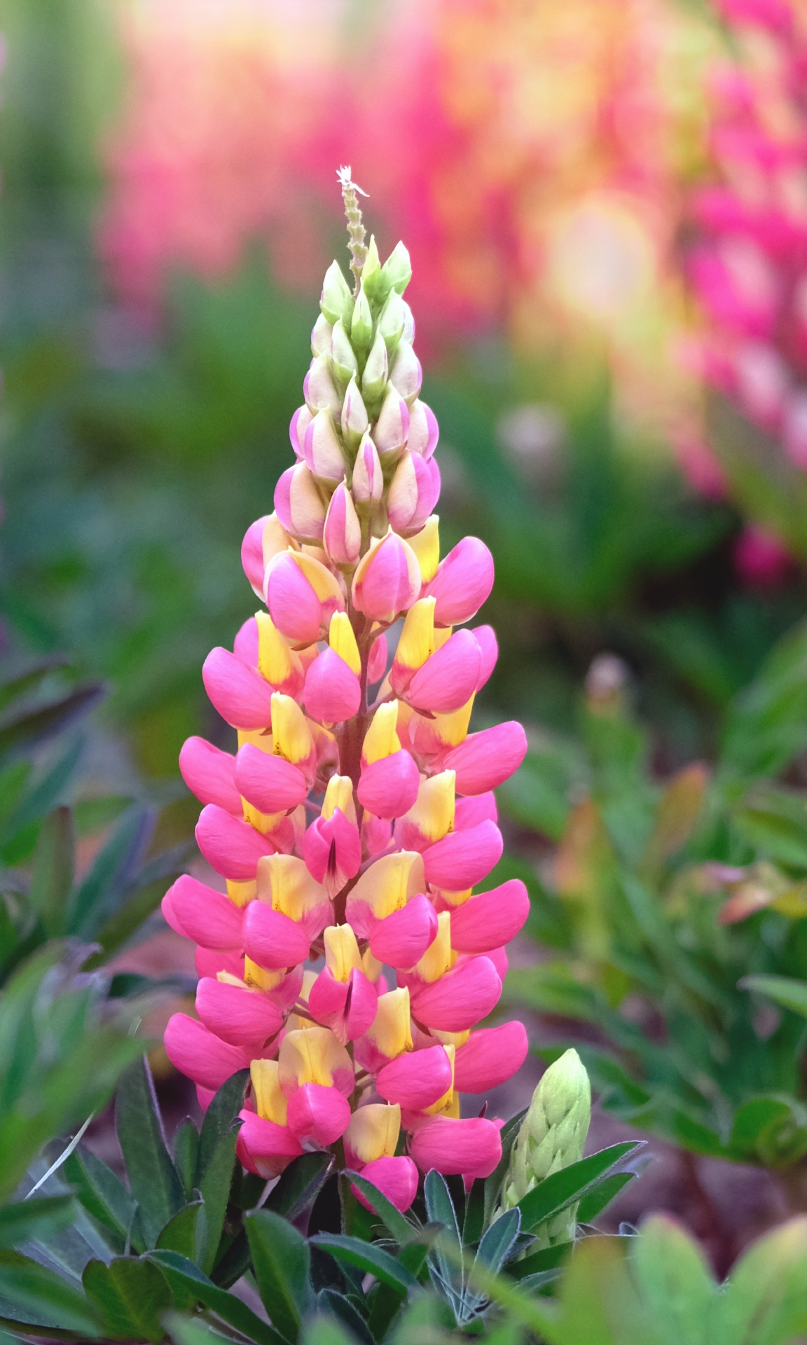 Lupine Flower Wildflower Photo