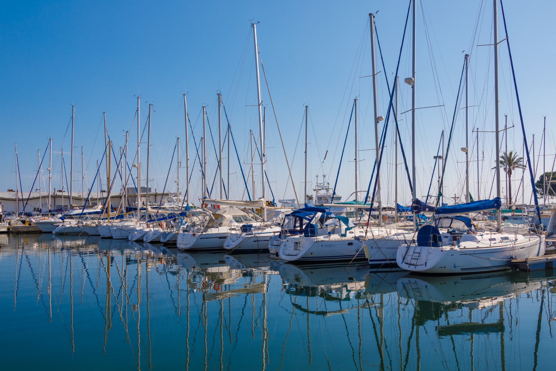 Luxury yachts moored in a marina