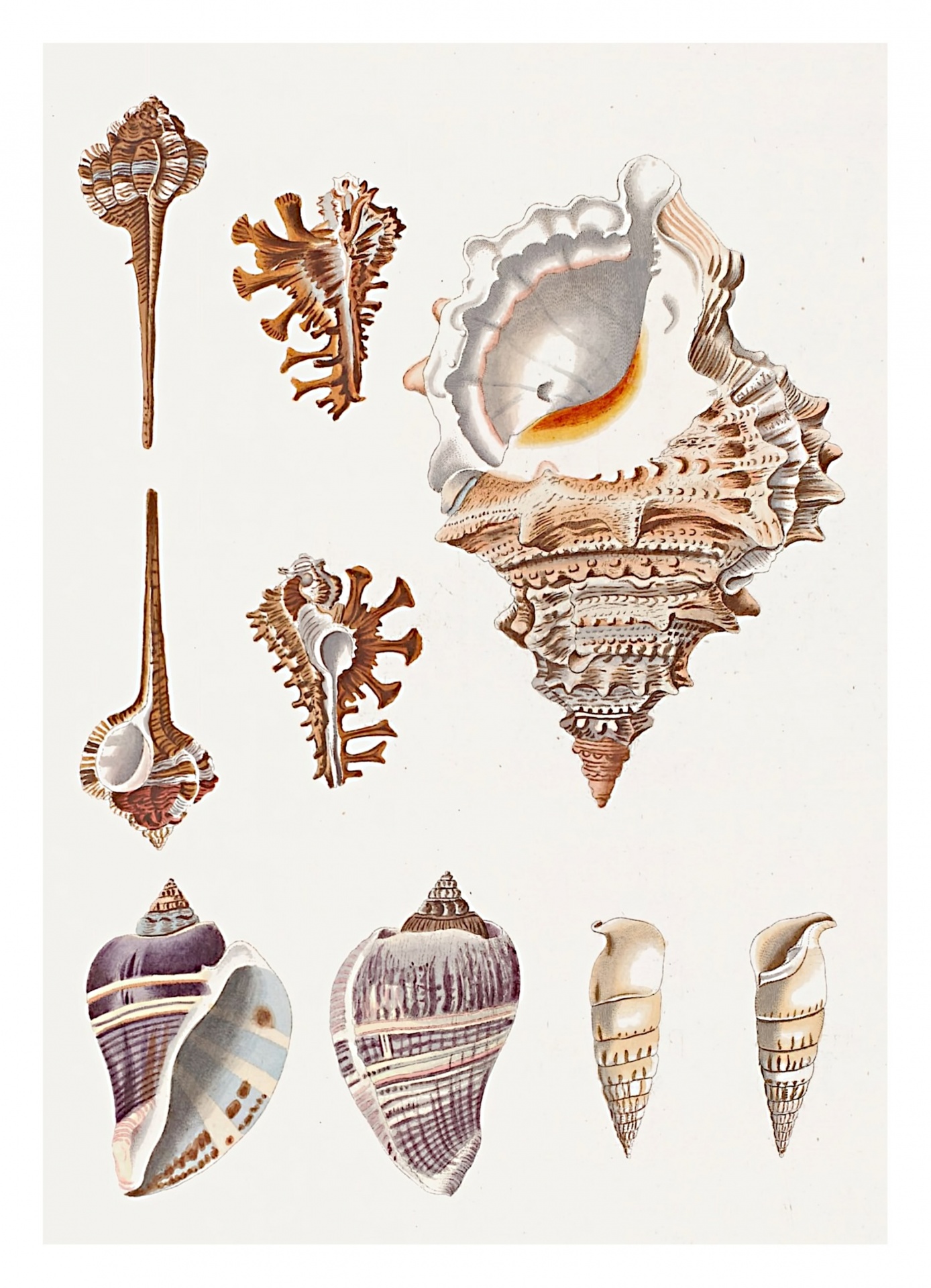 Mussels Vintage Illustration