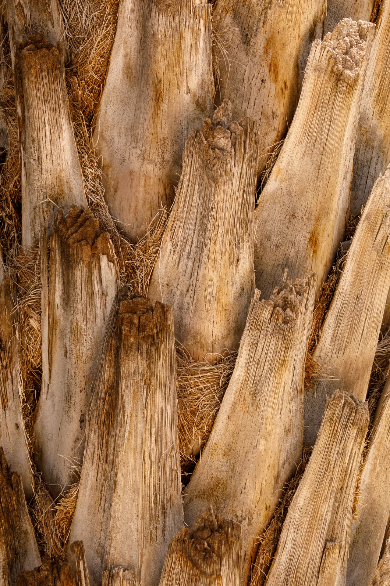 Palm Tree Trunk Texture