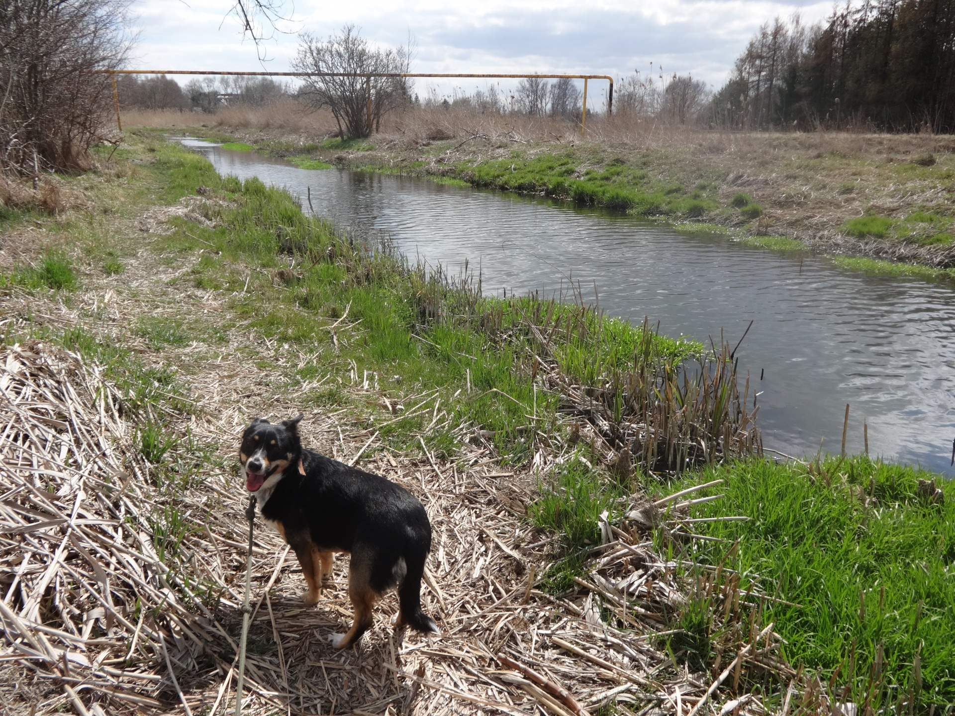 A dog on a walk, river, spring 2022, Lublin, Poland,