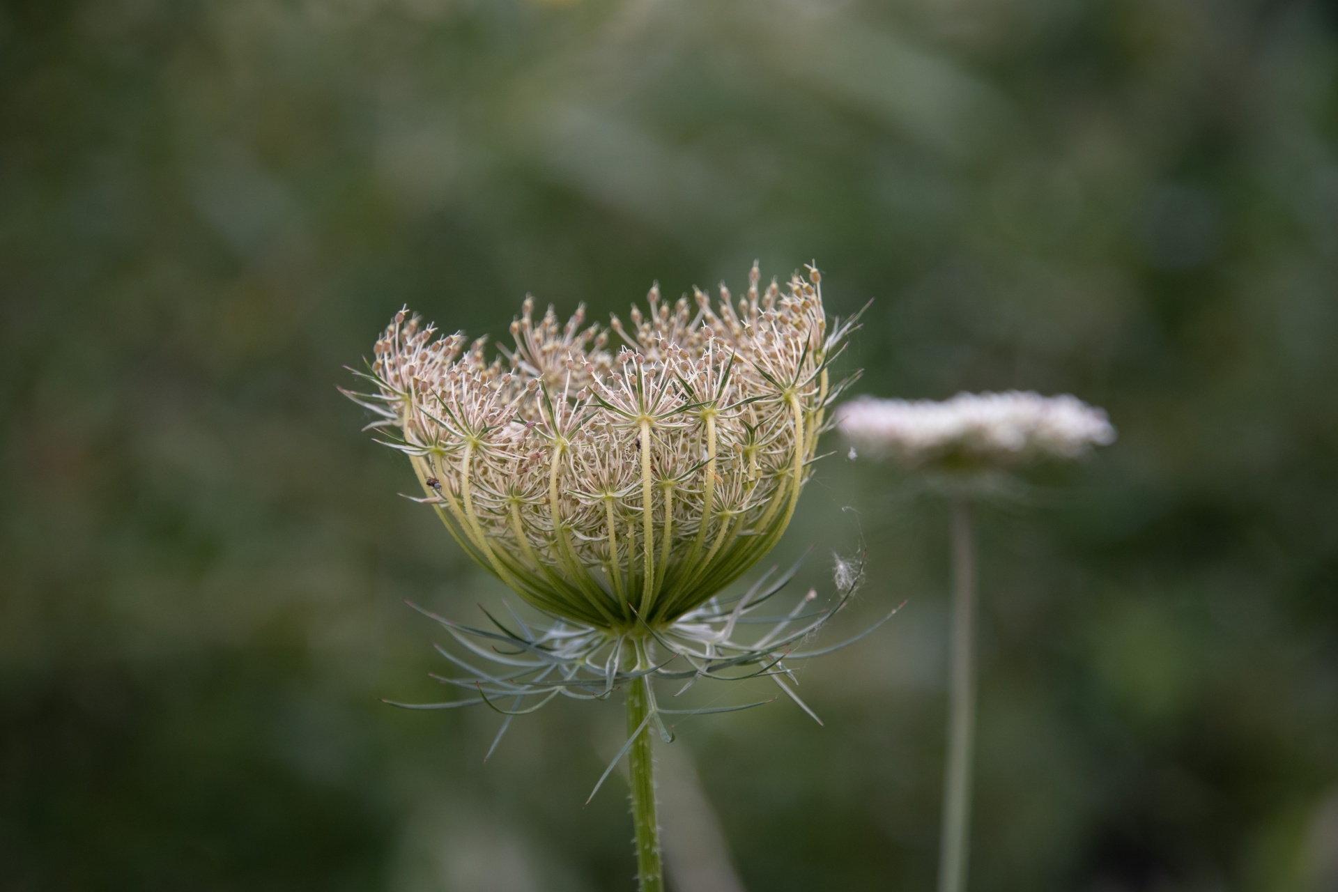 a wild carrot in close-up on a dark background