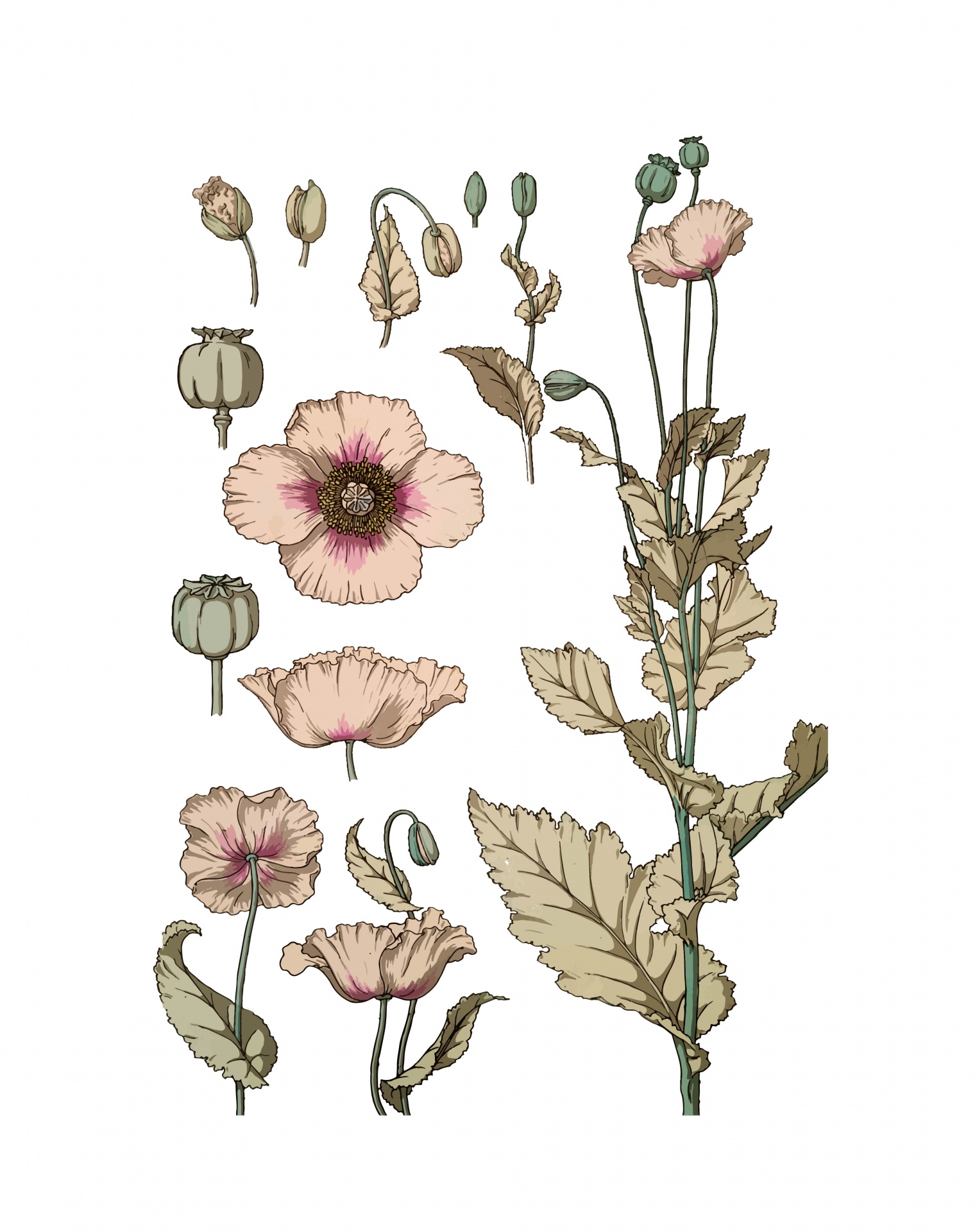 Poppy Flowers Art Illustration