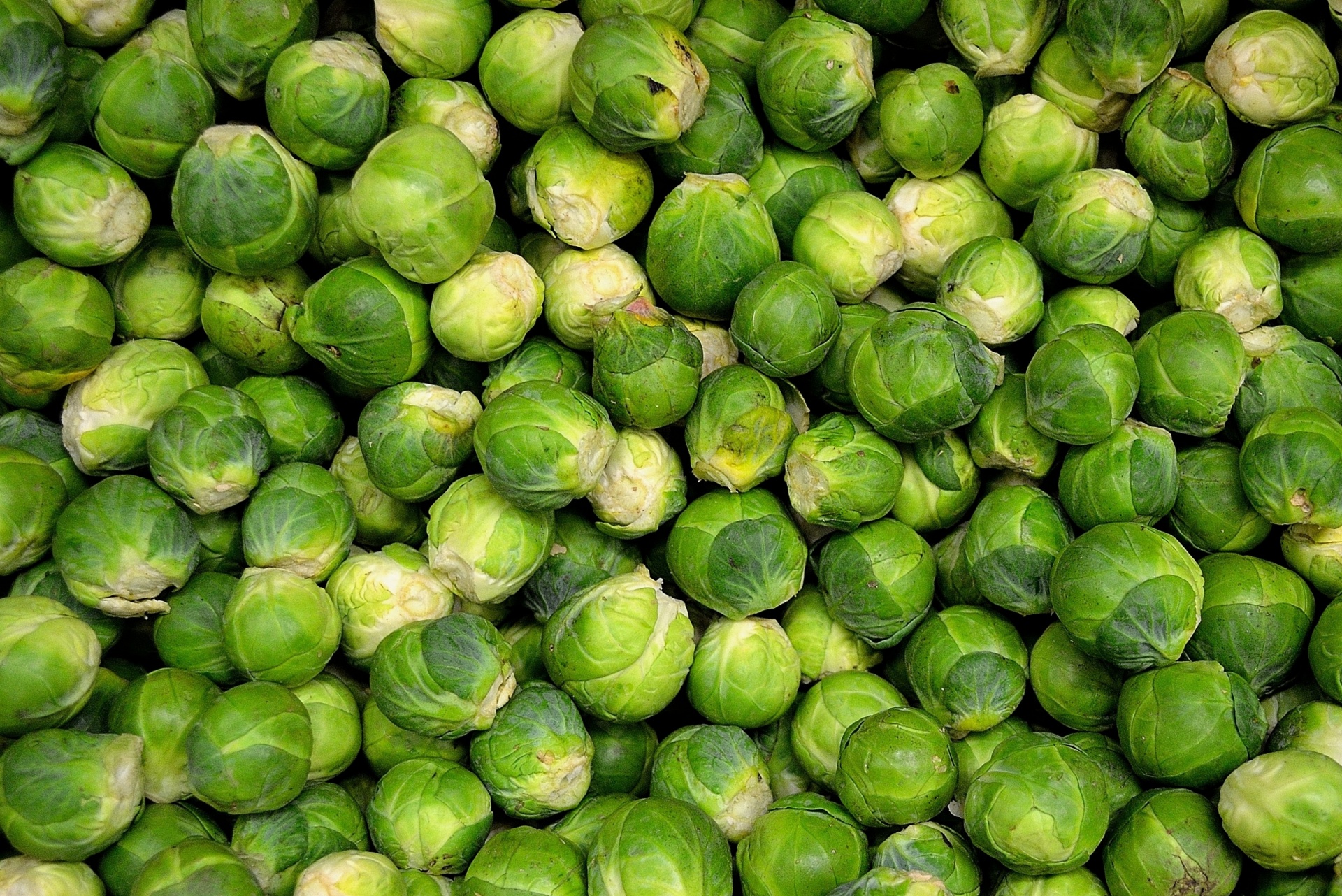 Brussels Sprouts Cabbage Garden Vegetabl