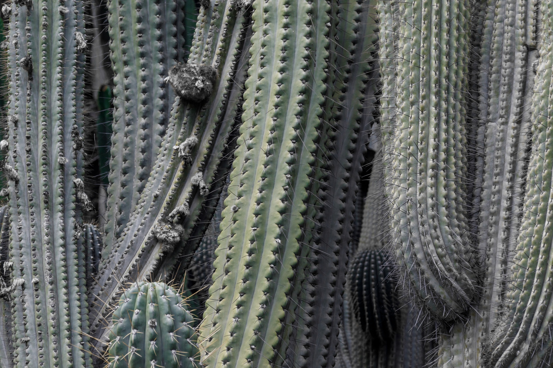 Saguaro Cactus Background