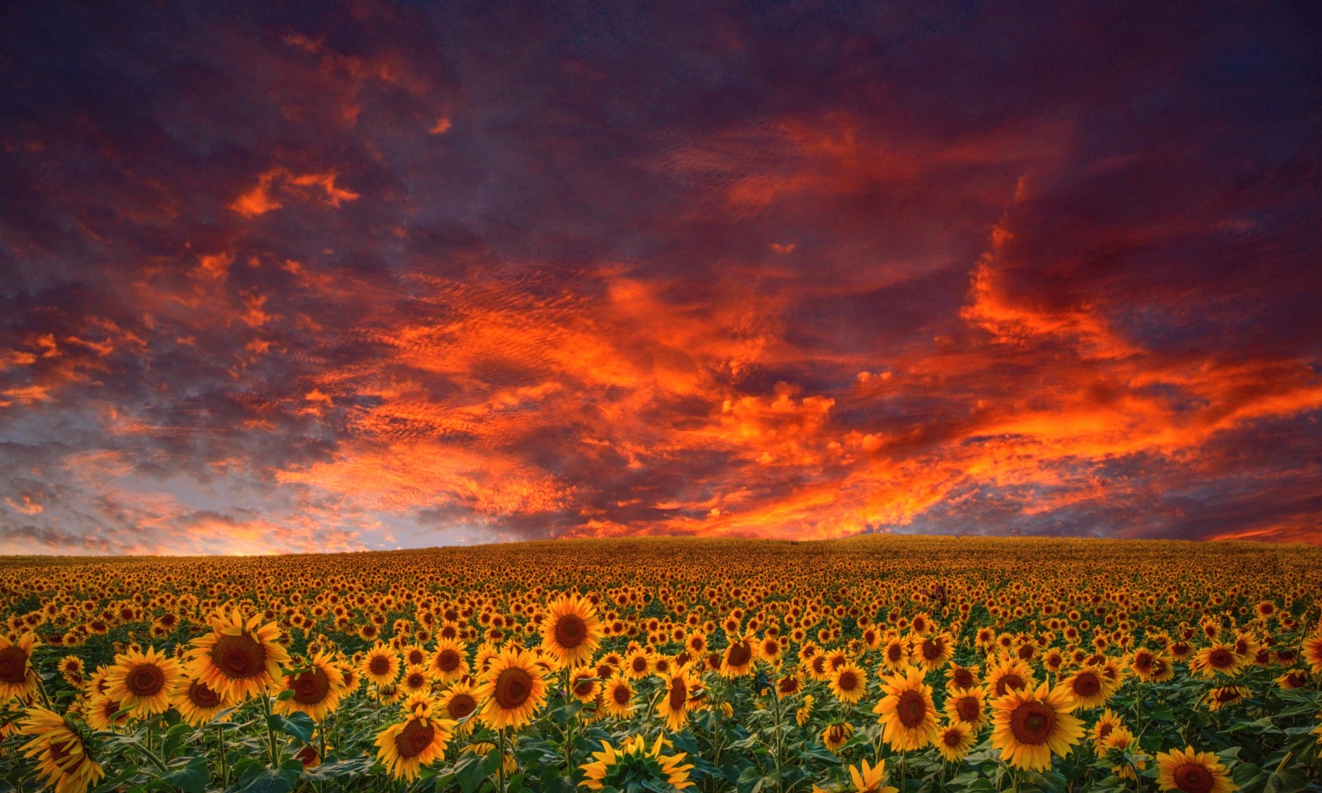Sunflowers field sunset sky clouds landscape moody photography photo manipulation