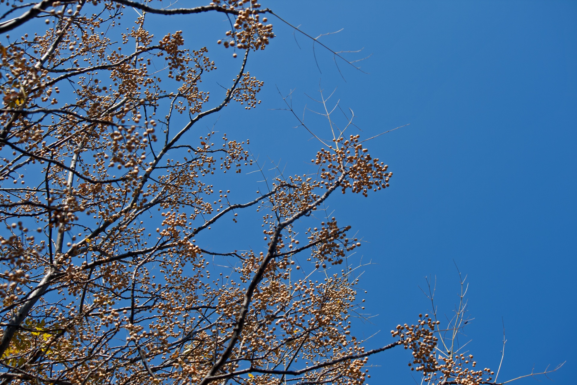 Syringa Tree With Seed Clusters