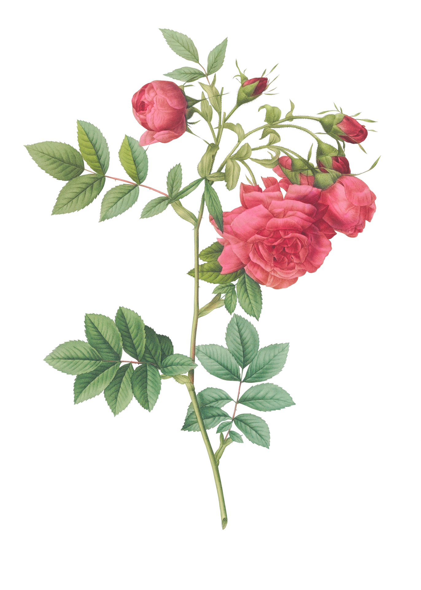 Turnip Rose Vintage Illustration