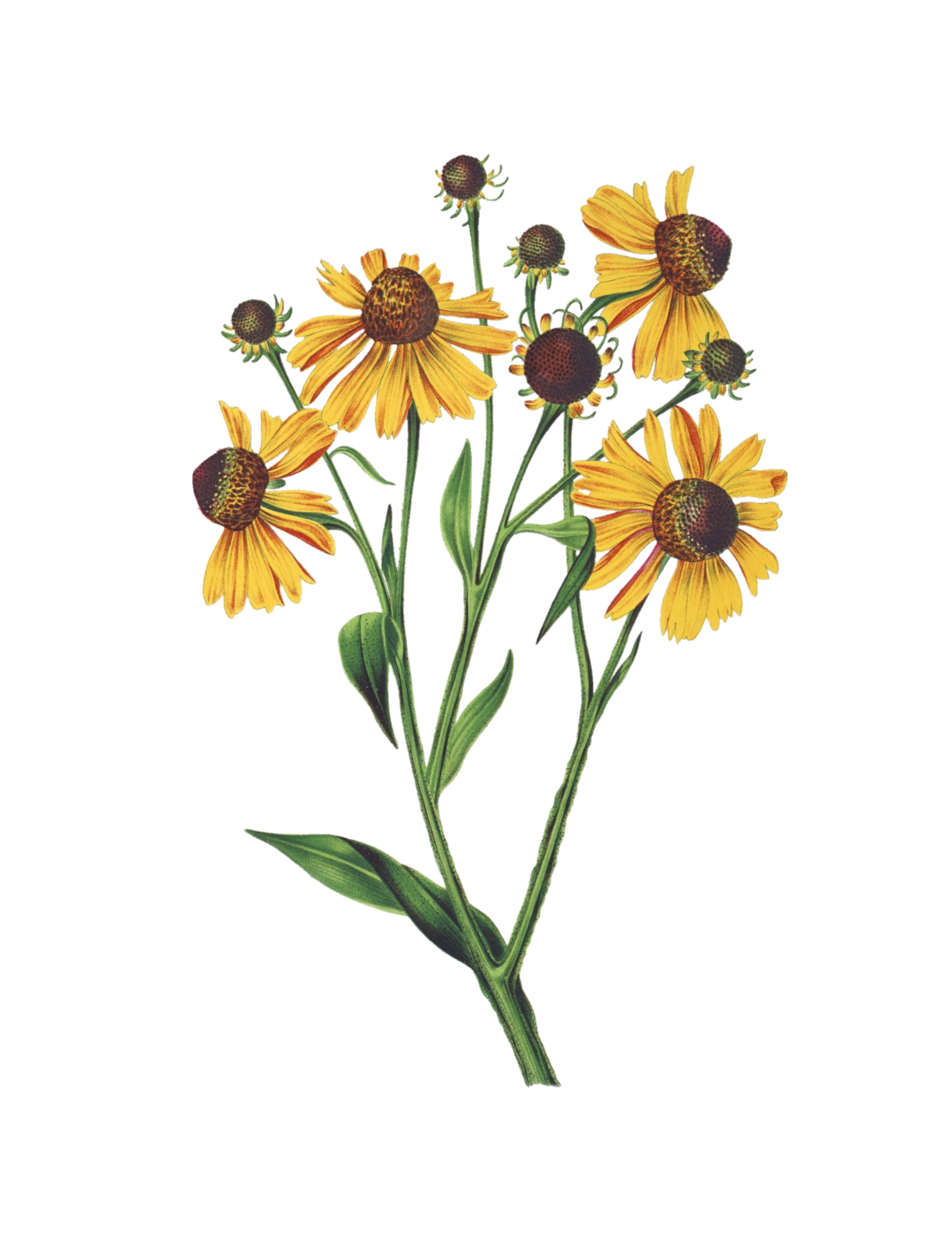 Vintage Clipart Yellow Flowers