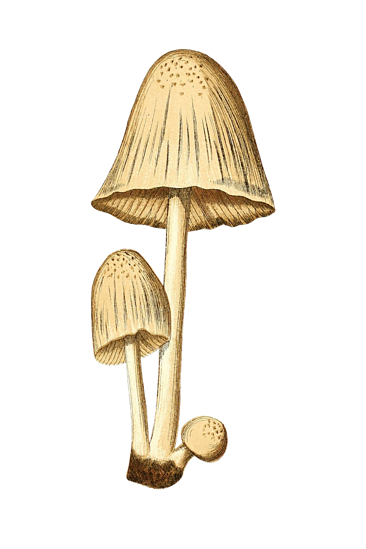 Vintage Clipart Mushroom Champion