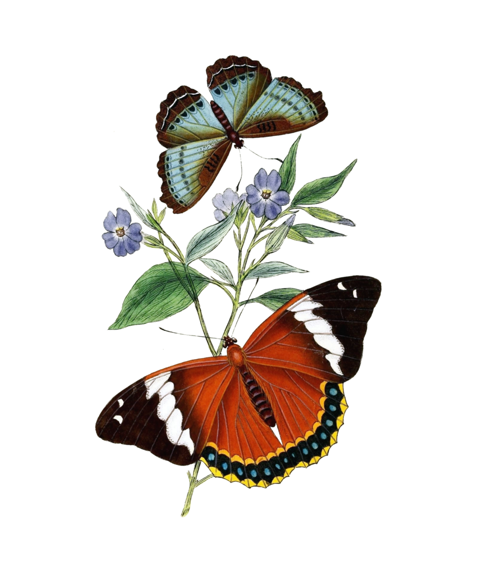 Vintage Clipart Butterfly Flower