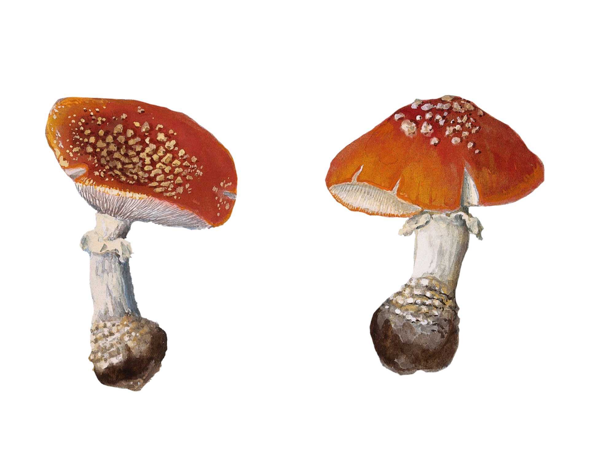 Vintage Art Fly Agaric Mushroom