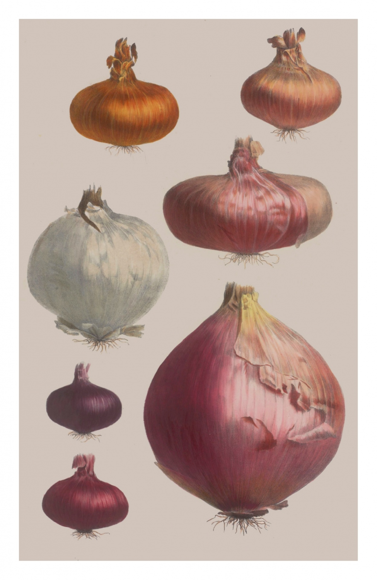 Vintage art illustration garden vegetables onions leaves public domain