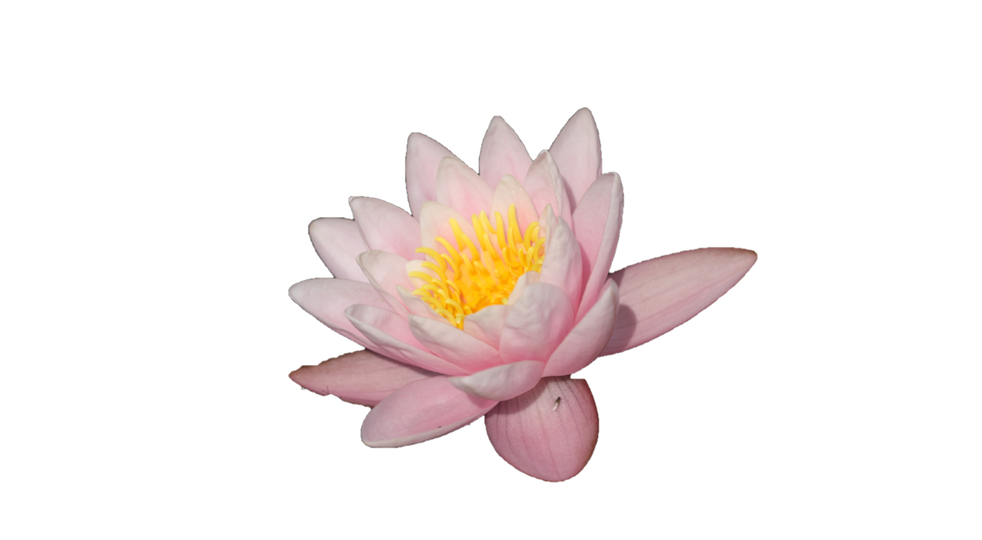 water-lily-free-stock-photo-public-domain-pictures