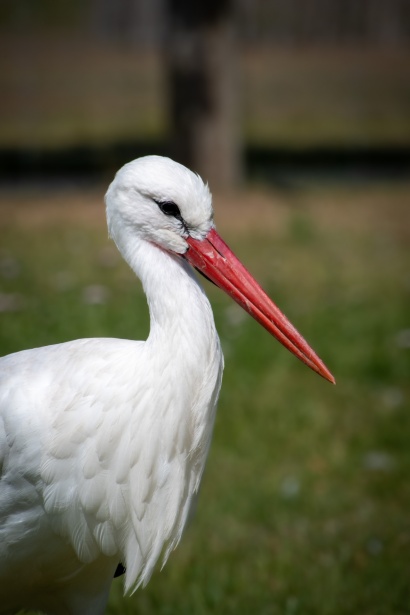 Stork, Bird, Red Beak Free Stock Photo - Public Domain Pictures