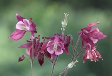 Columbine Ranunculaceae Flowers