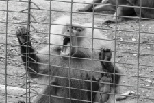 Angry Monkey In The Zoo
