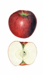 Apple Clipart Vintage Art