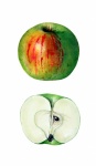 Apple Clipart Vintage Art
