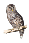 Beautiful Owl Art