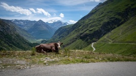 Mountain Landscape, Cow, Alps, Mountain