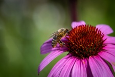 Bee, Honey Bee, Echinacea Purpurea