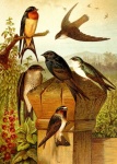 Birds By Gustav Mützel