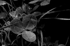 Black And White Dew On Leaves