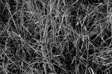 Black And White Dry Grasses