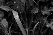 Black And White Grasses With Drops