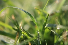 Blade Of Grass With Droplets