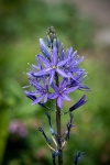 Prairie Lily, Blue Flower