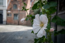 Flower, Hollyhock, White Flower