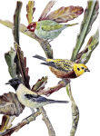 Blue & Yellow Tanager Birds
