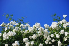 Flowers Rose Hedge Sky Blue
