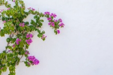 Bougainvillea And White Wall