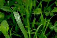 Bright Green Grass With Dew Drops