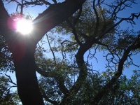 Bright Sun Peering Over Tree Fork