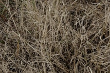 Brown Dry Grasses Texture