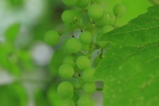 Bunches Of Grapes In Summer