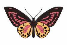 Butterfly Pretty Art Illustration