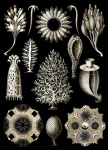 Calcispongiae By Ernst H. Haeckel